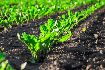 Rows of young sugar beets thrive in well-tilled soil, basking in sunlight as they grow stronger during the early stages of their development
