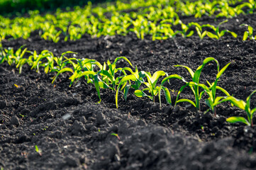 Rows of young corn plants sprout from fertile soil, showcasing healthy green leaves in a vibrant agricultural setting