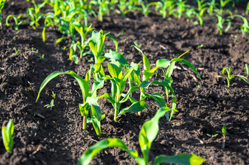 Young corn plants thrive in dark soil, soaking up sunlight, indicative of a healthy spring crop growth in a rural setting