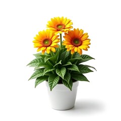 Obraz premium Vibrant Gerbera Daisies in a White Pot