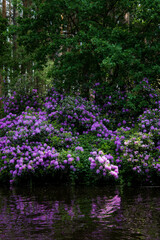 purple flower, bush, rhododendron