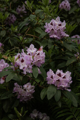 pink un purple flowers, rhododendron
