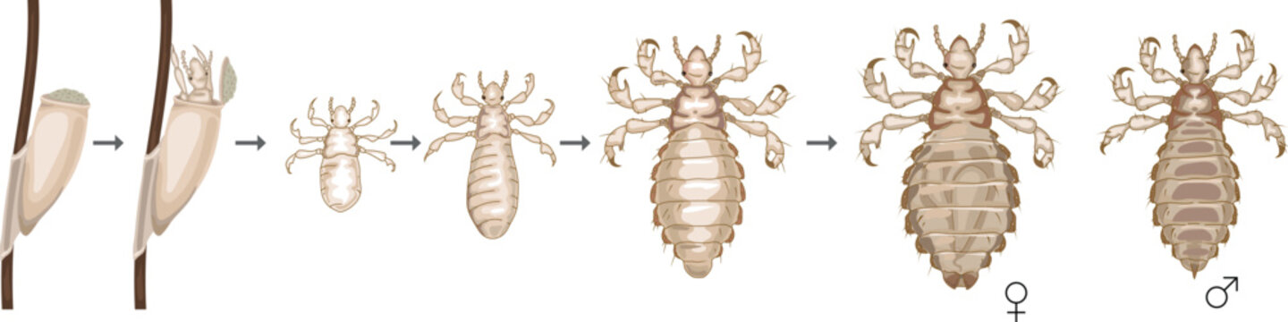 Life cycle of head louse (Pediculus humanus) insect isolated on white background. Growth stages from louse egg (nit) to adult insect for biology lesson