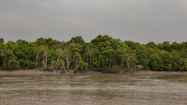 Vegetation on the riverbank, Khulna Division, Mongla, Bangladesh