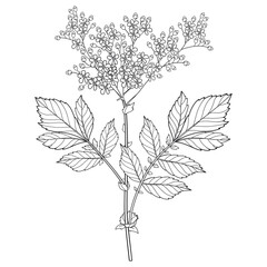 Bunch of outline Filipendula ulmaria or meadowsweet flower and leaves in black isolated on white background. 