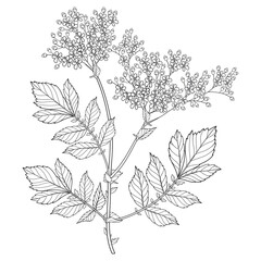 Bunch of outline Filipendula ulmaria or meadowsweet flower and leaves in black isolated on white background. 