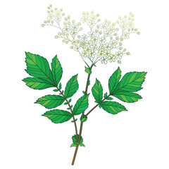 Bunch of outline Filipendula ulmaria or meadowsweet flower and leaves isolated on white background. 
