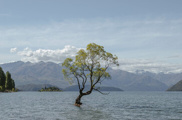 The Wanaka Tree on Lake Wanaka, New Zealand.