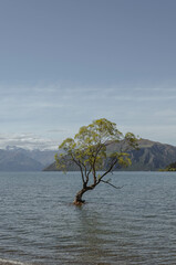 That’s Wanaka tree, New Zealand
