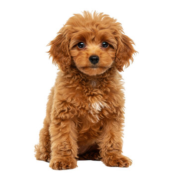 Adorable red toy cavoodle puppy sitting isolated on transparent background