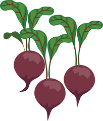 A flat-style vector beetroot featuring a vibrant red taproot and lush green leaves—perfect for organic food branding, recipe illustrations, packaging design, or wellness blog graphics.