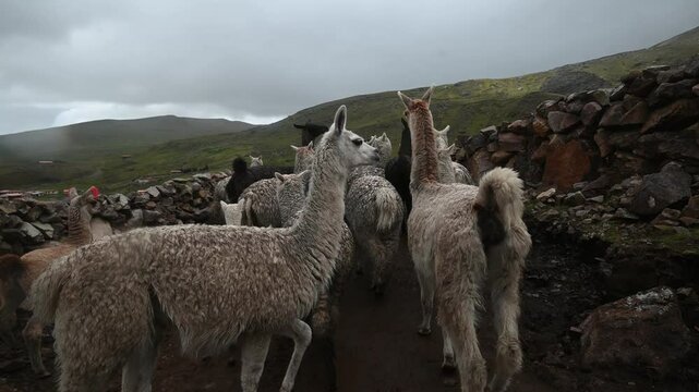 A Herd of Alpacas in Ausangate, Peru