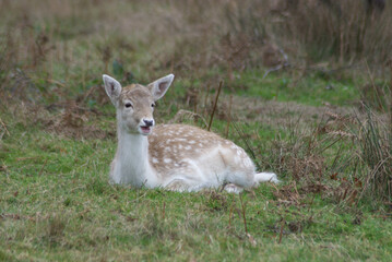 Nature Photography: Young Fawn Resting in Grassy Meadow


