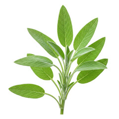 Fototapeta premium Fresh sage sprig isolated on transparent background