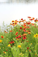 Bright flowers on the background of a lake or river. Natural summer background. Orange and white flowers in the park. Beautiful flowerbed. Flowers close-up, blurred background