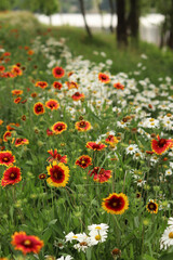 Bright flowers on the background of a lake or river. Natural summer background. Orange and white flowers in the park. Beautiful flowerbed. Flowers close-up, blurred background