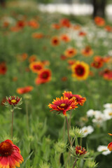 Bright flowers on the background of a lake or river. Natural summer background. Orange and white flowers in the park. Beautiful flowerbed. Flowers close-up, blurred background