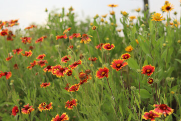 Bright flowers on the background of a lake or river. Natural summer background. Orange and white flowers in the park. Beautiful flowerbed. Flowers close-up, blurred background