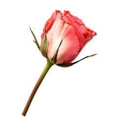 A captivating close-up of a rose bud in delicate pink and white, set against a stark black backdrop, highlighting its subtle beauty.