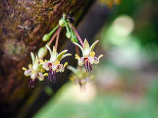 Cocoa flowers (Theobroma cacao) on growing tree trunk close-up ,Cacao flowers on cocoa tree, macro