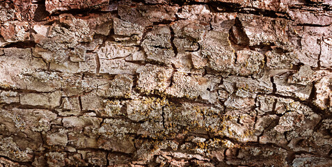 Background or backdrop of detailed rough close-up surface of natural tree bark texture of wood plant growing outdoors in forest, park or garden used as decoration material and as design element