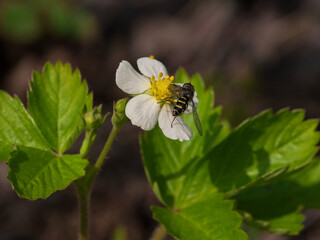 a fly on a flower