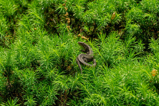 Close-up of small meadow lizard Darevskia praticola (lacerta praticola) Lacertidae basks in spring sun in tender young needles, blending seamlessly with vibrantof Canadian spruce Picea glauca Conica
