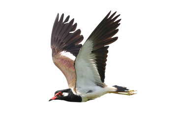 Red-wattled Lapwing flying isolated on transparent background png file	