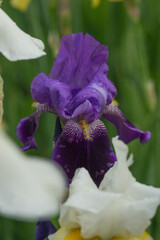 Beautiful Varietal Multicolored Irises in the Garden