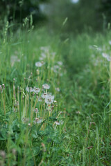 Field with dandelions on a summer day