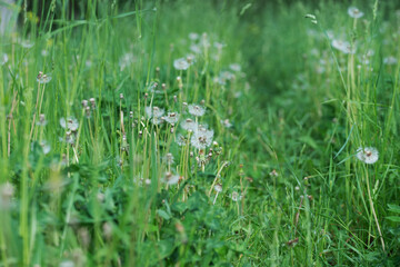 Field with dandelions on a summer day