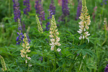 Beautiful bright lush lupines, meadow flowers