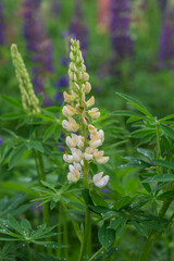 Beautiful bright lush lupines, meadow flowers