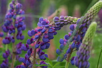 Beautiful bright lush lupines, meadow flowers