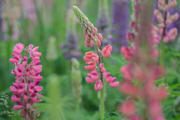 Beautiful bright lush lupines, meadow flowers