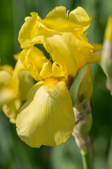 Beautiful Varietal Multicolored Irises in the Garden