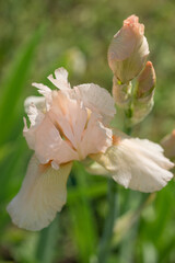 Fototapeta premium Beautiful Varietal Multicolored Irises in the Garden