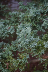 Cypress tree close-up, textured trunk and branches