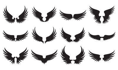 black and white wings