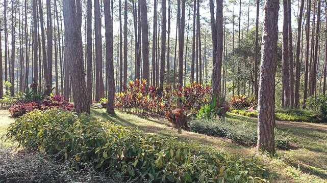 pine tree forest. Calm tranquill nature view