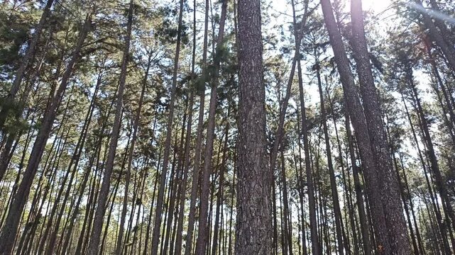 pine tree forest. Calm tranquill nature view