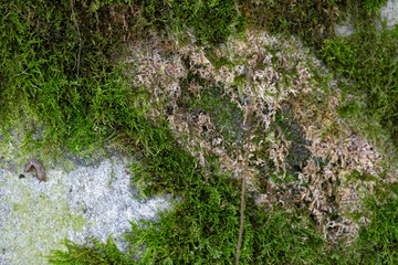 Background for Nature concept, a mossy stone surface with green moss