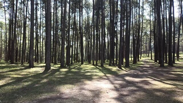 pine tree forest. Calm tranquill nature view
