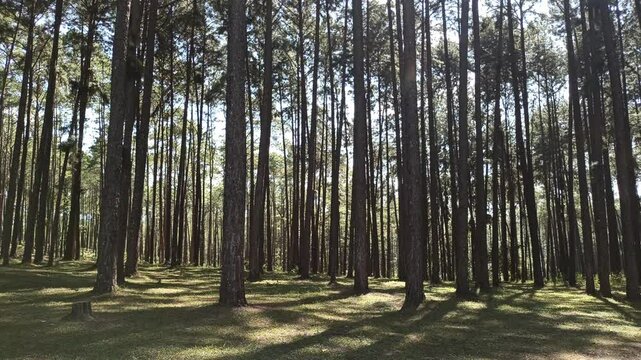 pine tree forest. Calm tranquill nature view