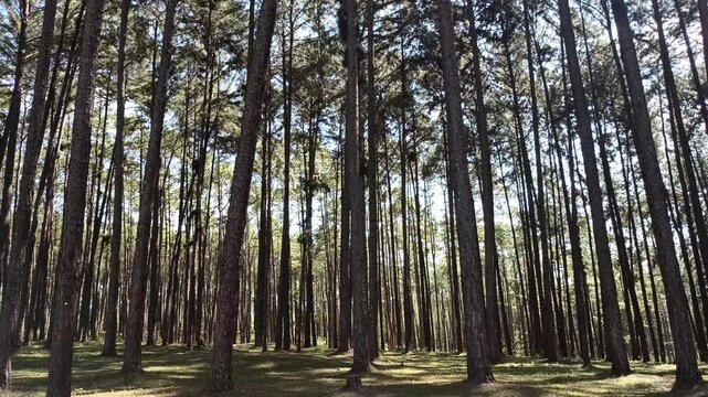 pine tree forest. Calm tranquill nature view
