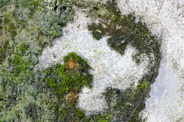 Background for Nature concept, a mossy stone surface with green moss