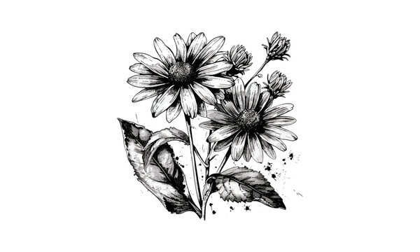 Silphium Laciniatum Leaf and Flowers, Compass Plant Botanical Engraving, Wildflower Prairie Plant, Herbaceous Perennial, Natural History, Vector Illustration.