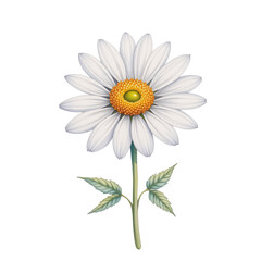 Fototapeta premium Captivating daisy flower nature's beauty botanical illustration floral artwork vibrant colors close-up view serenity concept