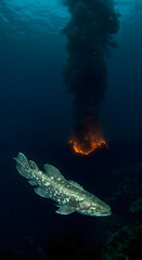 Coelacanth Near Deep-Sea Hydrothermal Vent