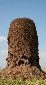 Giant Termite Mound in Savanna